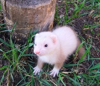 продам хорька/ питомник Favourite Ferret - Изображение #2, Объявление #258015