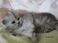 ПРОДАМ БРИТАНСКИХ ДЛИННОШЕРСТНЫХ КОТЯТ - Изображение #1, Объявление #312440
