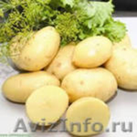 ПРОДАМ ОВОЩИ ОТ СЕЛЬХОЗПРОИЗВОДИТЕЛЯ - Изображение #3, Объявление #376689