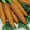 продам картофель,  морковь #81007