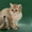 Элитные, чистокровные британские котята редчайшего окраса-золотые шиншиллы) #93843