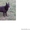 Продам щенков Восточноевропейской овчарки (черный ) #107652