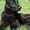 Продам черных щенков Восточно-европейской овчарки от чемпионов #107659