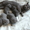 Британские котята от титулованных родитилей - Изображение #1, Объявление #128374