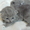 Британские котята от титулованных родитилей - Изображение #2, Объявление #128374