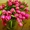 Тюльпаны Красноярск 8 Марта опт.розница. - Изображение #1, Объявление #181522