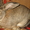 Кролики мясных пород - Изображение #6, Объявление #207933