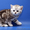 британские и шотландские вислоухие котята недорого - Изображение #5, Объявление #207148