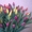 Красивые тюльпаны из сочи, для прекрасных дам #184830