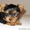 крошечные щенки йоркширского терьера и стандарт 20тыс - Изображение #2, Объявление #219380