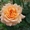 Саженцы сибирских роз - Изображение #1, Объявление #218494