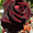 Саженцы сибирских роз - Изображение #7, Объявление #218494