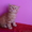 Чудесные британские котята из Новосибирска! - Изображение #2, Объявление #223852