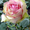 Саженцы сибирских роз - Изображение #3, Объявление #218494