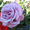 Саженцы сибирских роз - Изображение #2, Объявление #218494