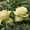 Саженцы сибирских роз - Изображение #5, Объявление #218494