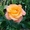 Саженцы сибирских роз - Изображение #6, Объявление #218494