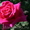 Саженцы сибирских роз - Изображение #4, Объявление #218494