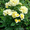 Саженцы сибирских роз - Изображение #9, Объявление #218494