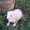 продам хорька/ питомник Favourite Ferret - Изображение #2, Объявление #258015