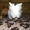 Белый ангорский кролик - Изображение #2, Объявление #269899