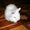 Белый ангорский кролик - Изображение #1, Объявление #269899