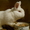 Кролики мясных пород Красноярск #298577