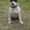 Джек рассел терьер (собака из Маски) - Изображение #6, Объявление #315057