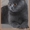 Шотландский прямоухий кот - Изображение #2, Объявление #328309