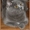 Шотландский прямоухий кот - Изображение #1, Объявление #328309