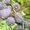Кедровый орех кедровый орех кедровый орех кедровый орех кедровый орех кедровые  #378310
