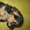 продам щенков полуерка - Изображение #2, Объявление #383574