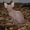 Котик породы канадский сфинкс #377728