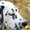 щенки далматина от чемпионов с элитной родословной - Изображение #3, Объявление #421816