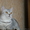 Превосходные британские котята. - Изображение #1, Объявление #387114