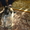 Продам щенка пекинеса пушистика - Изображение #2, Объявление #412105