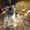Продам щенка пекинеса пушистика - Изображение #3, Объявление #412105