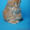Котята породы МЕЙН-КУН. - Изображение #1, Объявление #447579