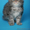 Котята породы МЕЙН-КУН. - Изображение #3, Объявление #447579