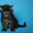 Котята породы МЕЙН-КУН. - Изображение #5, Объявление #447579