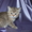 Шотландские  котята с родословной от титулованных родителей - Изображение #2, Объявление #470354