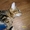 Необыкновенный котенок породы курильский бобтейл - Изображение #1, Объявление #515207
