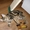 Необыкновенный котенок породы курильский бобтейл - Изображение #2, Объявление #515207