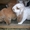 Продам кроликов породы Французкий баран - Изображение #1, Объявление #509425