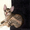 Донской сфинкс котята на продажу - Изображение #2, Объявление #488464