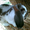 Кролики Бельгийский обр, Фландр, Ризен, Баран - Изображение #3, Объявление #550425