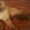 котята невской маскарадной,  сибирской породы