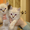 котята невской маскарадной, сибирской породы - Изображение #1, Объявление #546675