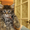 котята невской маскарадной, сибирской породы - Изображение #2, Объявление #546675
