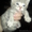 шотландские котята.красноярск #528565
